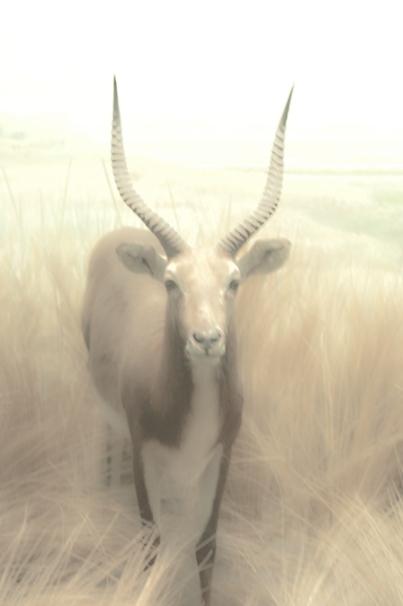 Springbok