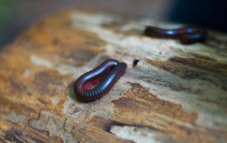 Millipede